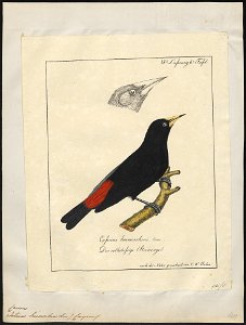 Cacicus haemorrhous - 1700-1880 - Print - Iconographia Zoologica - Special Collections University of Amsterdam - UBA01 IZ15800185