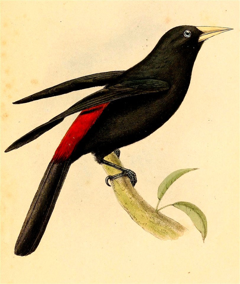 Cacicus haemorrhous 1841