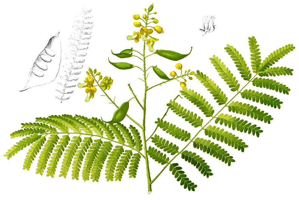 Caesalpinia sappan Blanco1.121-cropped
