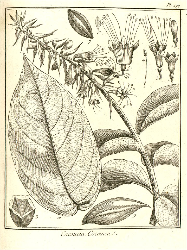 Cacoucia coccinea Aublet 1775 pl 179