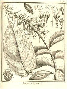 Cacoucia coccinea Aublet 1775 pl 179