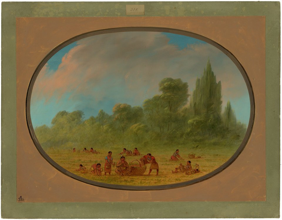 Caddoe Indians Gathering Wild Strawberries C15902