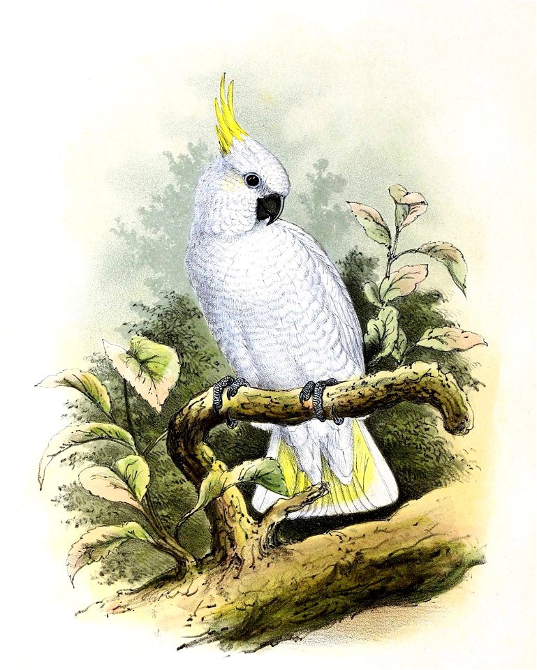 Cacatua galerita triton 1869