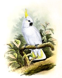 Cacatua galerita triton 1869