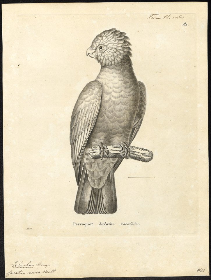 Cacatua roseicapilla - 1700-1880 - Print - Iconographia Zoologica - Special Collections University of Amsterdam - UBA01 IZ18600021
