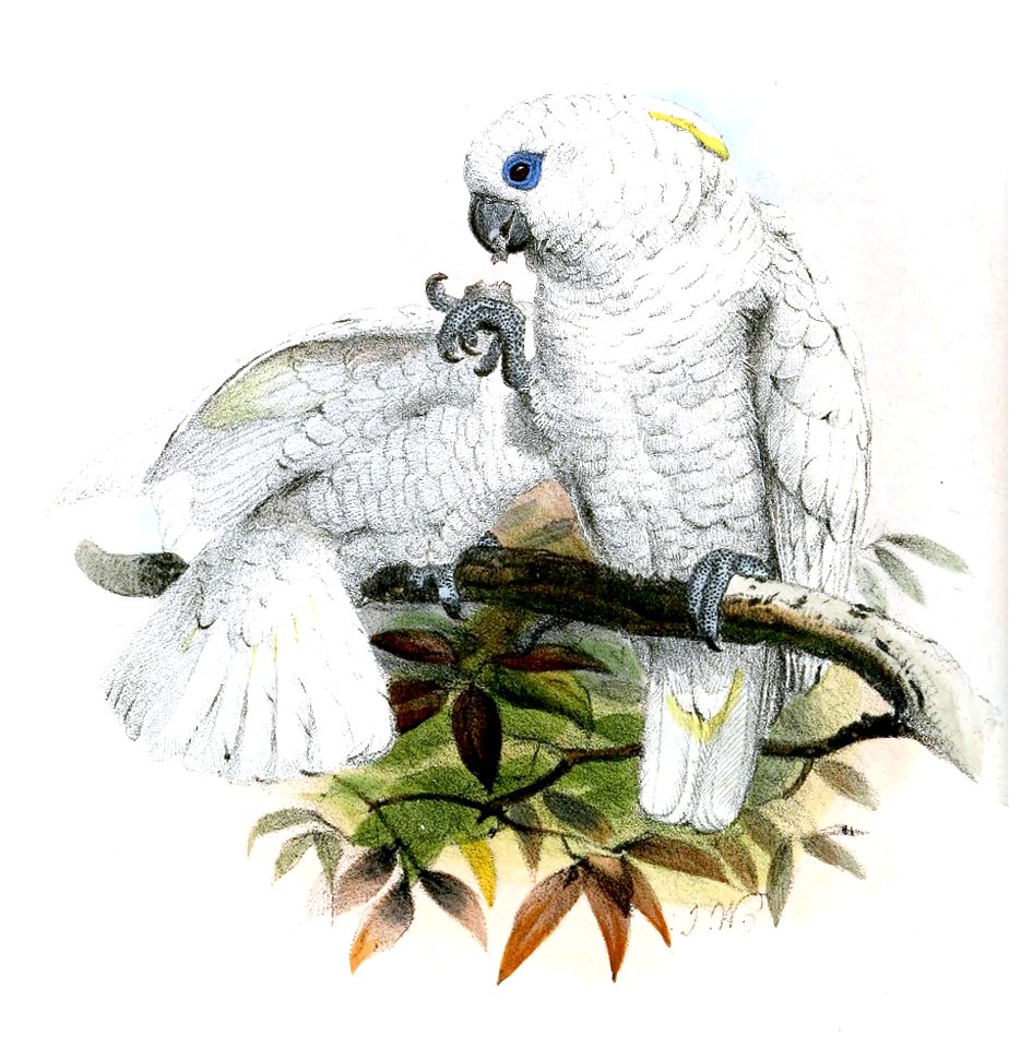 CacatuaDucorpsiiWolf