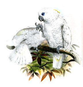 CacatuaDucorpsiiWolf