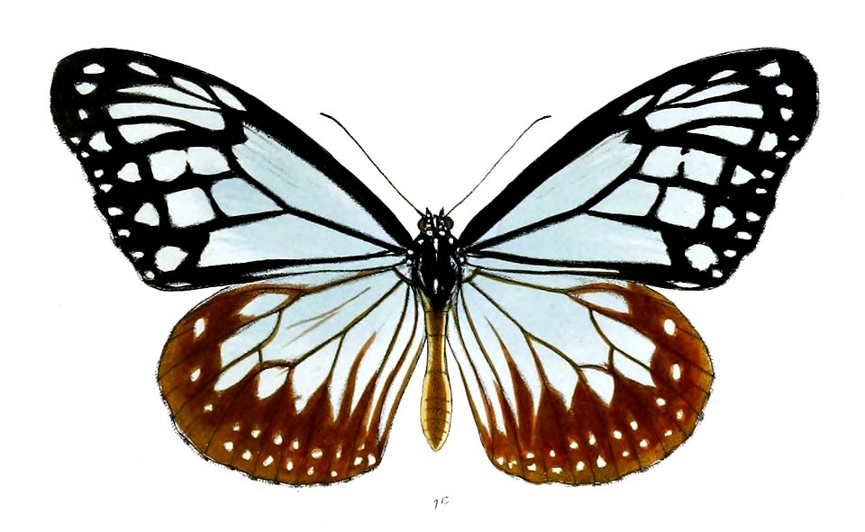CadugaTytia 15 1c