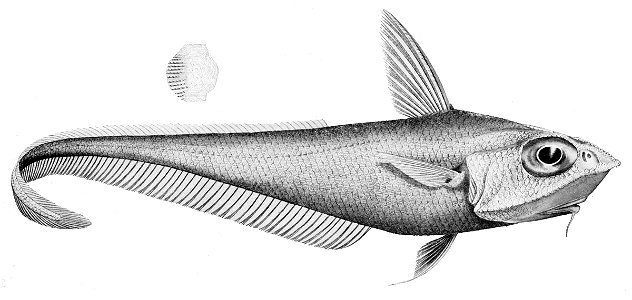 Caelorinchus mirus