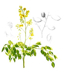 Caesalpinia crista Blanco1.150-cropped