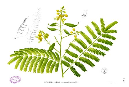 Caesalpinia sappan Blanco1.121