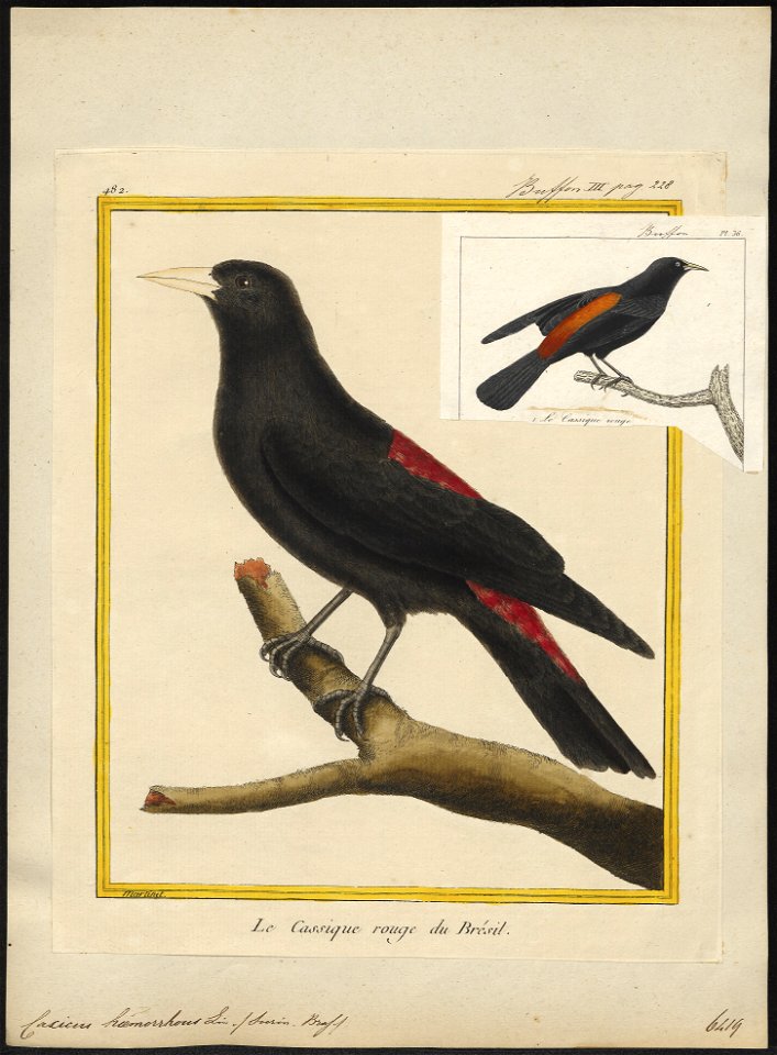 Cacicus haemorrhous - 1700-1880 - Print - Iconographia Zoologica - Special Collections University of Amsterdam - UBA01 IZ15800187