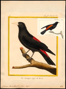Cacicus haemorrhous - 1700-1880 - Print - Iconographia Zoologica - Special Collections University of Amsterdam - UBA01 IZ15800187