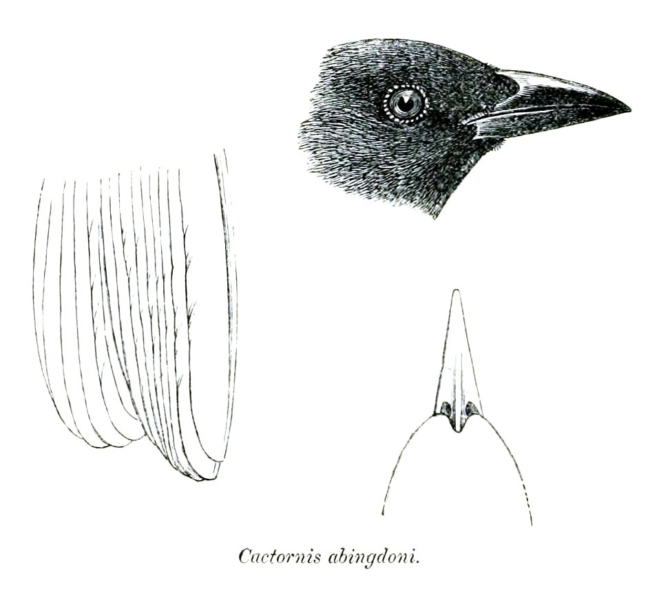 CactornisAbingdoniPZSL1870