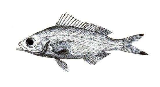 Caesio chrysozona var aurolineatus Ford 24