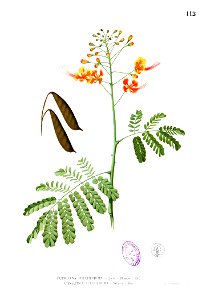 Caesalpinia pulcherrima Blanco1.112. Free illustration for personal and commercial use.
