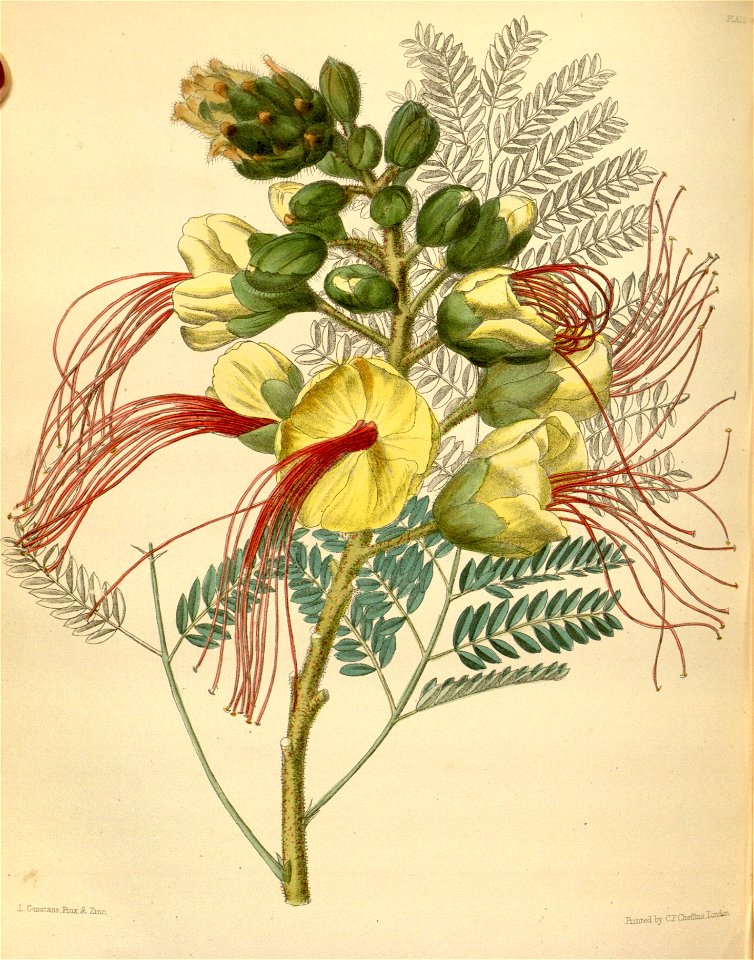 Caesalpinia gilliesii Paxton 028