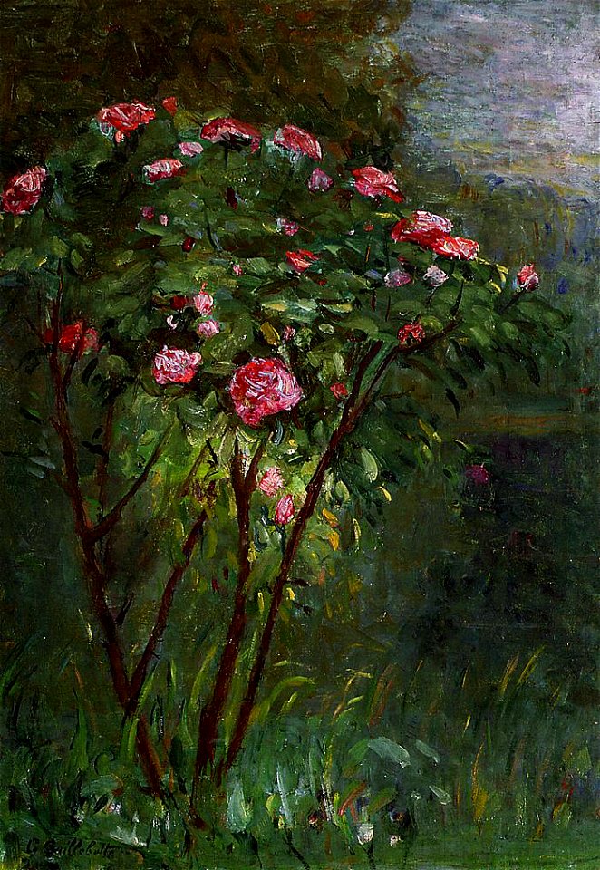 Caillebotte - Rose Bush in Flower, 1884