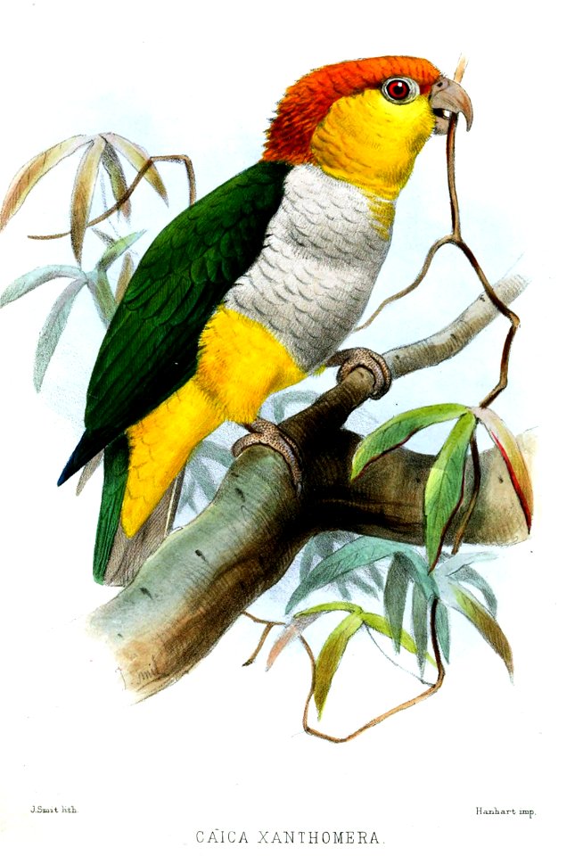 Caica xanthomera Smit