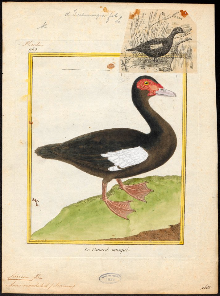 Cairina moschata - 1700-1880 - Print - Iconographia Zoologica - Special Collections University of Amsterdam - UBA01 IZ17600489