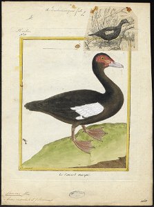 Cairina moschata - 1700-1880 - Print - Iconographia Zoologica - Special Collections University of Amsterdam - UBA01 IZ17600489