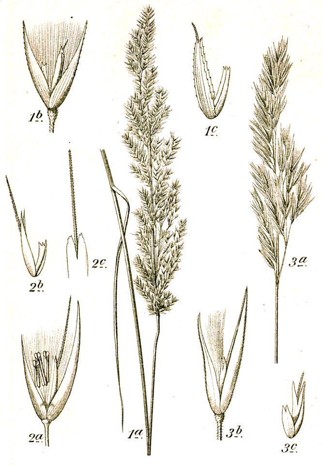 Calamagrostis spp Sturm16