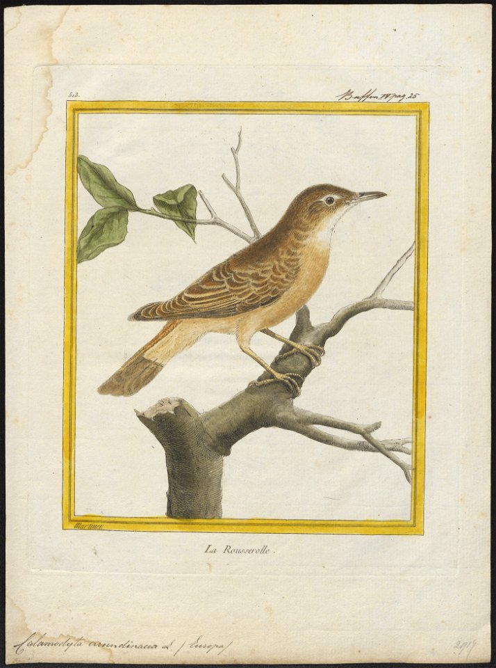 Calamodyta arundinacea - 1700-1880 - Print - Iconographia Zoologica - Special Collections University of Amsterdam - UBA01 IZ16200077
