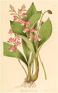 Calanthe brevicornu - Sertum - Lindley pl. 9 (1838) (cropped)