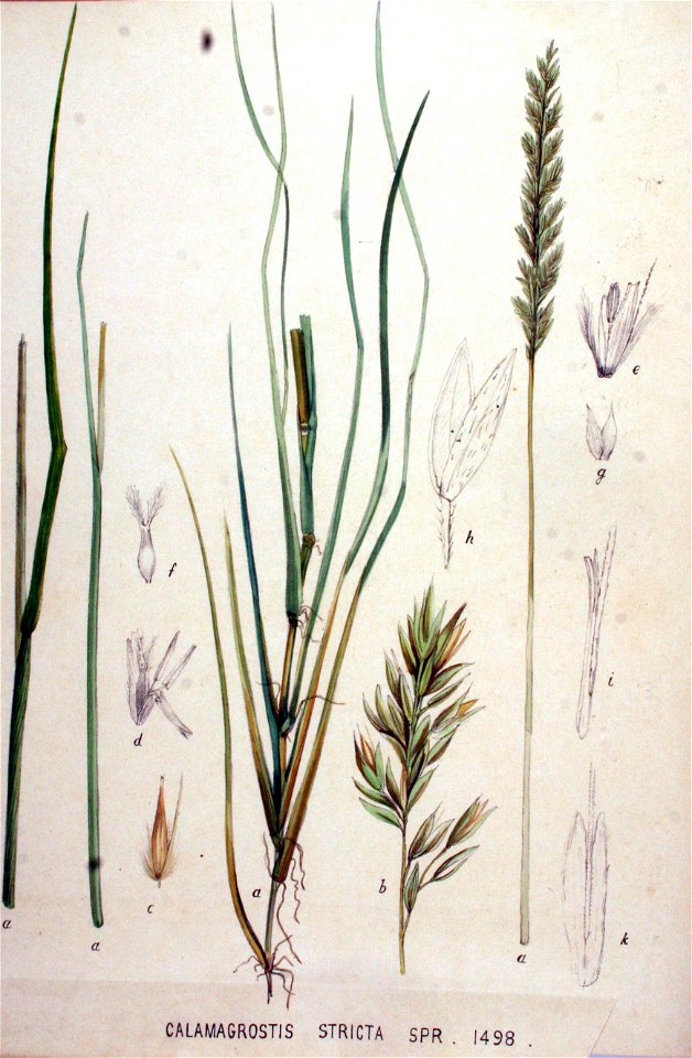 Calamagrostis stricta — Flora Batava — Volume v19