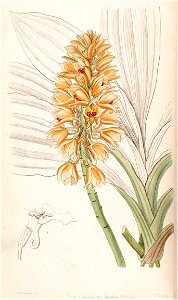 Calanthe pulchra (as Calanthe curculigoides) - Edwards vol 33 (NS 10) pl 8 (1847)