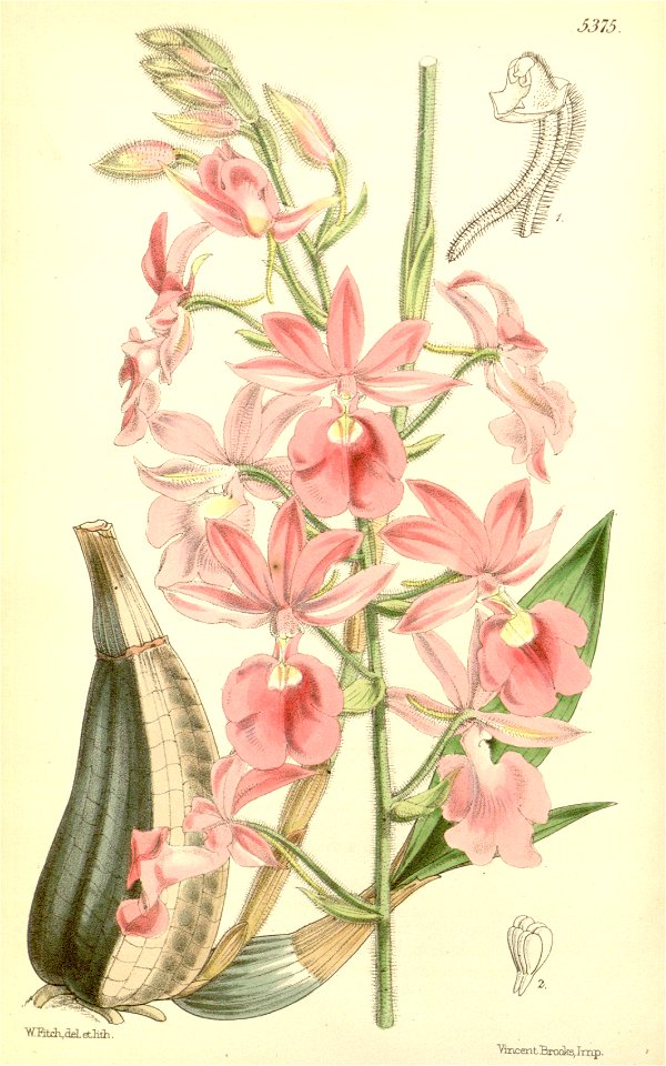 Calanthe × veitchii (unplaced name) - Curtis' 89 (Ser. 3 no. 19) pl. 5375 (1863)