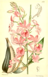 Calanthe × veitchii (unplaced name) - Curtis' 89 (Ser. 3 no. 19) pl. 5375 (1863)