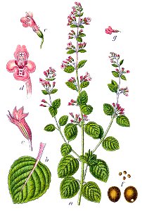 Calamintha nepeta Sturm54
