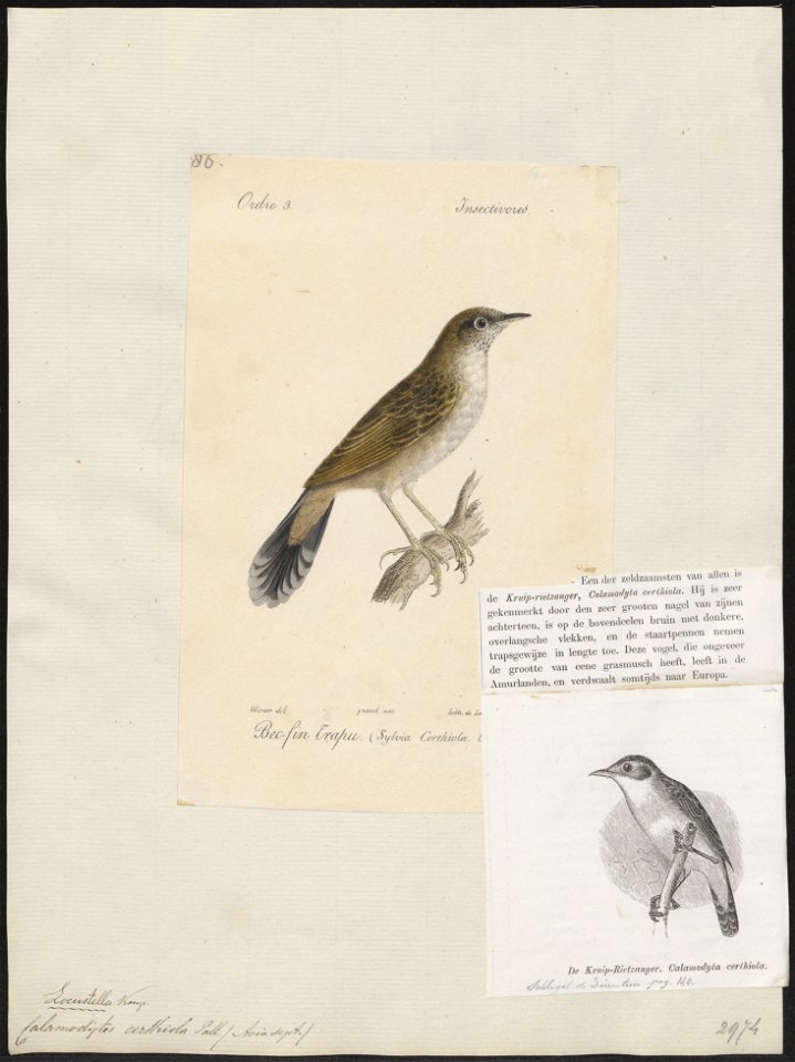 Calamodyta certhiola - 1842-1848 - Print - Iconographia Zoologica - Special Collections University of Amsterdam - UBA01 IZ16200107