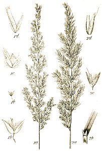 Calamagrostis spp Sturm17