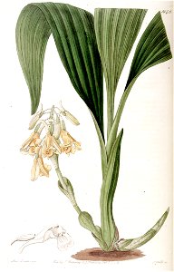 Calanthe densiflora - Edwards vol 19 pl 1646 (1833). Free illustration for personal and commercial use.