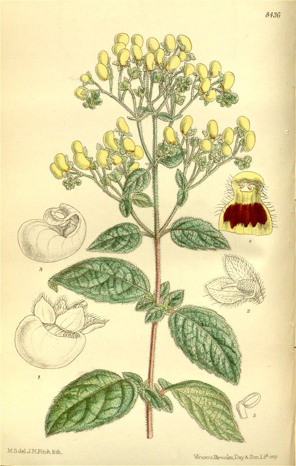 Calceolaria forgetii 138-8436