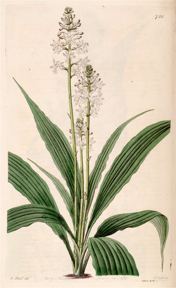 Calanthe triplicata (as Calanthe veratrifolia) - plant - Bot. Reg. 9 pl. 720 (1823)