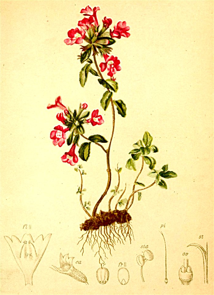 Calamintha alpina Atlas Alpenflora