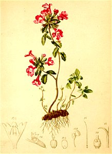 Calamintha alpina Atlas Alpenflora