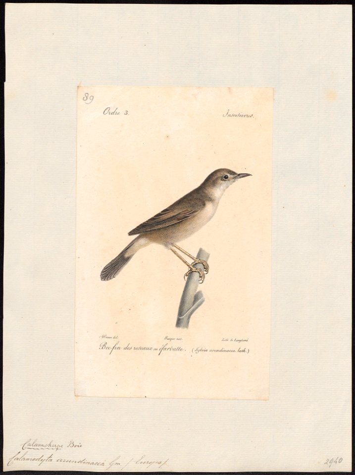 Calamodyta arundinacea - 1842-1848 - Print - Iconographia Zoologica - Special Collections University of Amsterdam - UBA01 IZ16200085