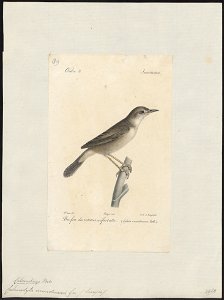 Calamodyta arundinacea - 1842-1848 - Print - Iconographia Zoologica - Special Collections University of Amsterdam - UBA01 IZ16200085