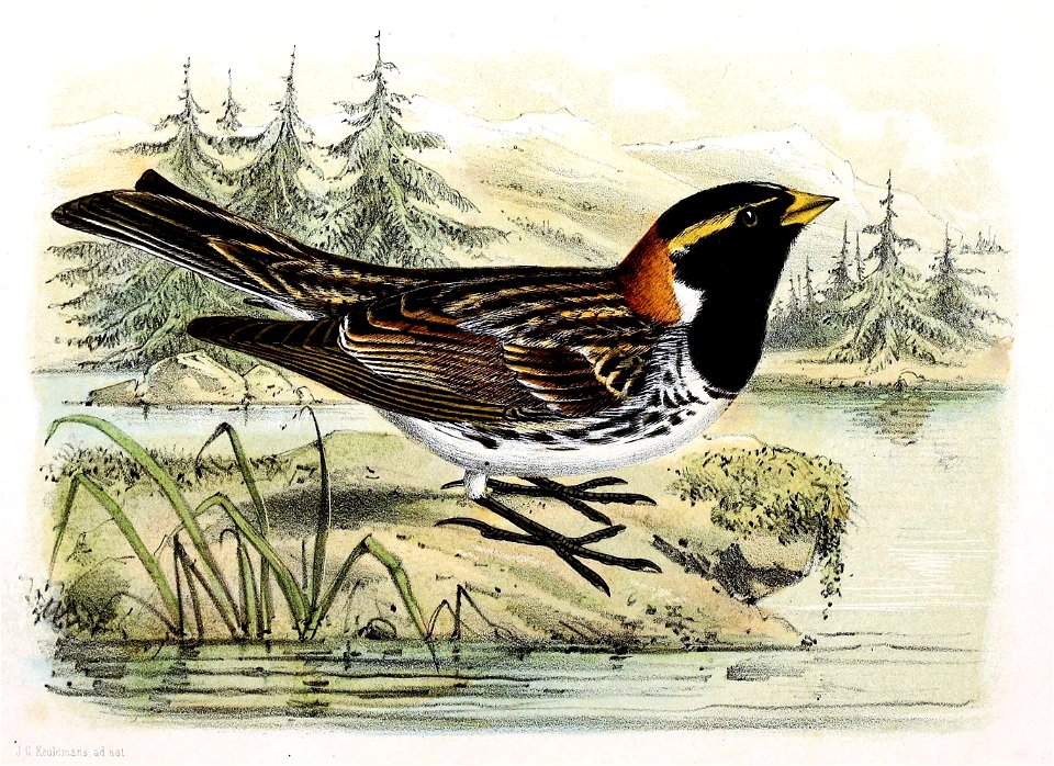Calcarius lapponicus 1869