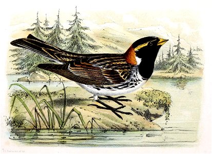 Calcarius lapponicus 1869