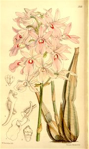 Calanthe rosea (as Limatodis rosea, spelled Limatodes rosea) - Curtis' 88 (Ser. 3 no. 18) pl. 5312 (1862). Free illustration for personal and commercial use.