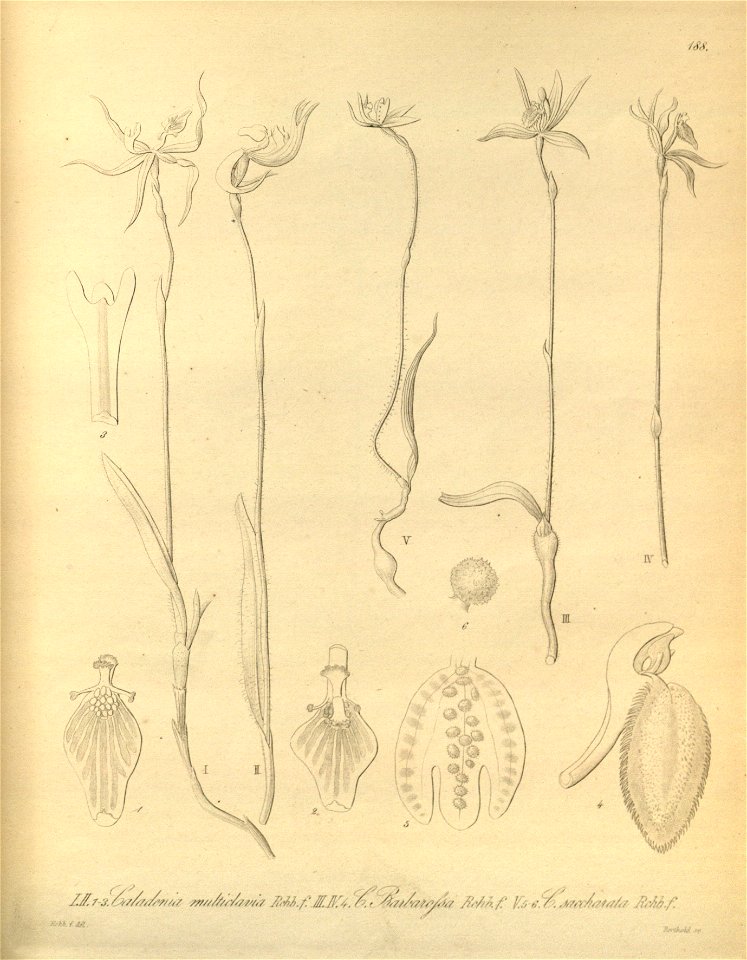 Caladenia multiclavia, C. barbarossa, Ericksonella saccharata (as Caladenia saccharata - Xenia 2-188 (1874)