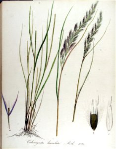 Calamagrostis lanceolata — Flora Batava — Volume v13