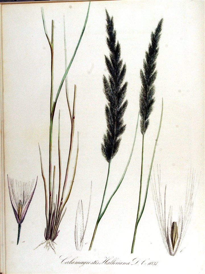 Calamagrostis halleriana — Flora Batava — Volume v13