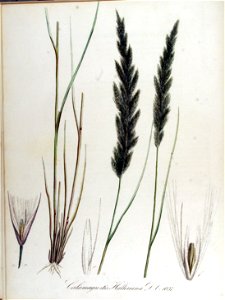 Calamagrostis halleriana — Flora Batava — Volume v13