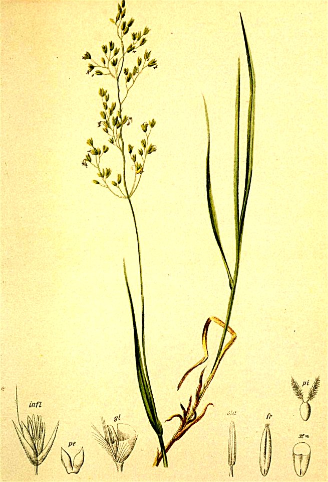 Calamagrostis tenella Atlas Alpenflora